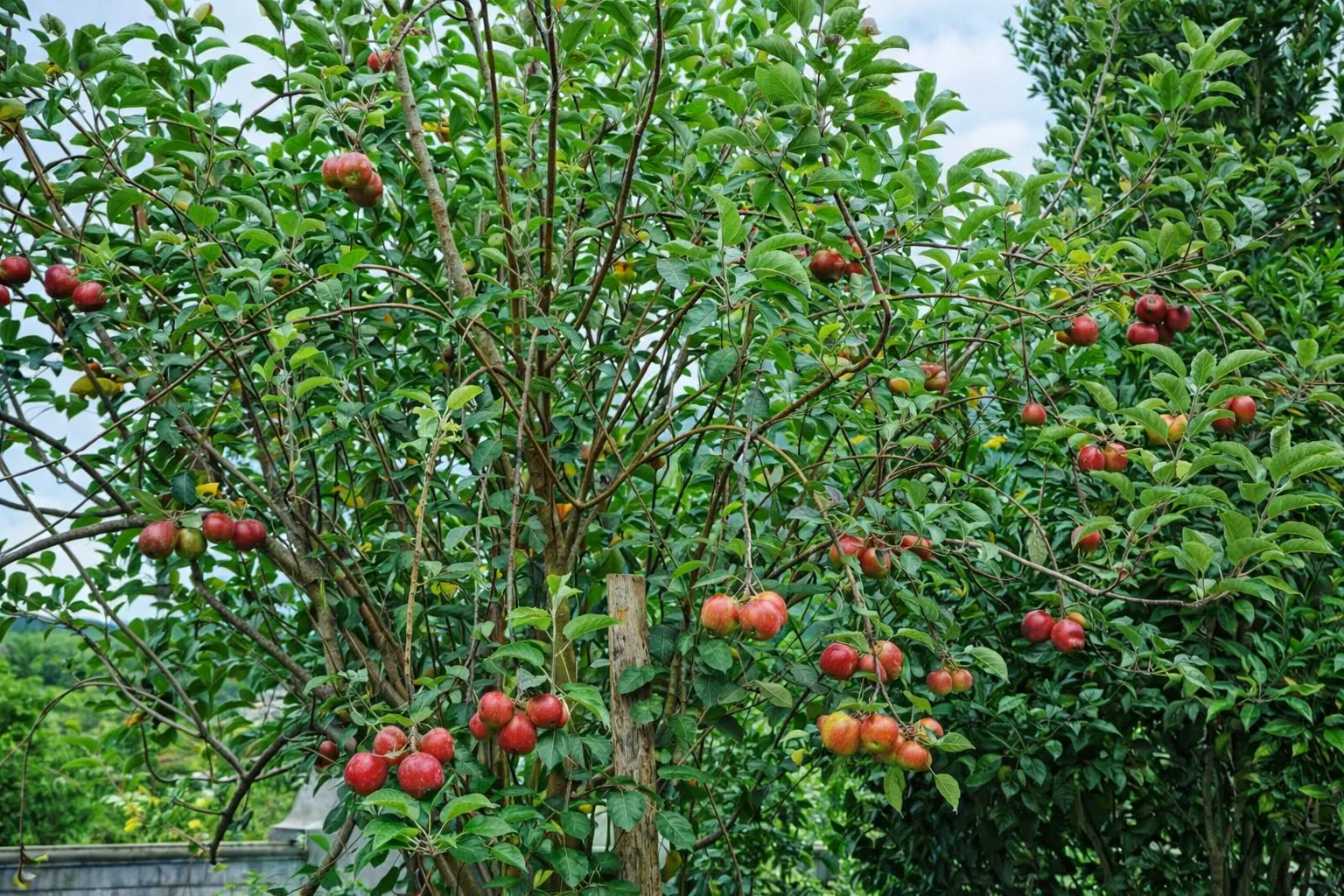 Kanthalloor Strawberry Gardens